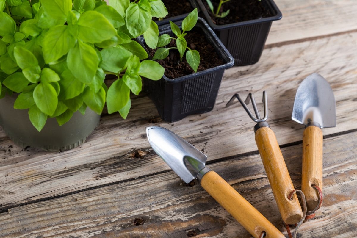 12 Low-Maintenance Gardening Tips for the Busy Millennial - Frugal ...
