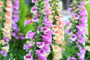 Foxglove