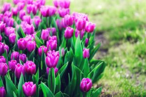 Gardening Rules Ensure You’re Ready for Spring