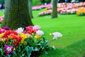 Gardening Rules to Ensure Your Garden is Ready