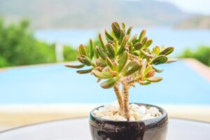 Jade Plant