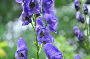 Monkshood