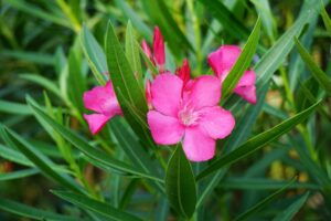 Oleander