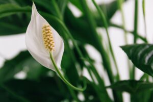 Peace Lily