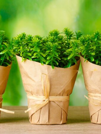 Perfect Plant Gifts for Green Thumb Novices