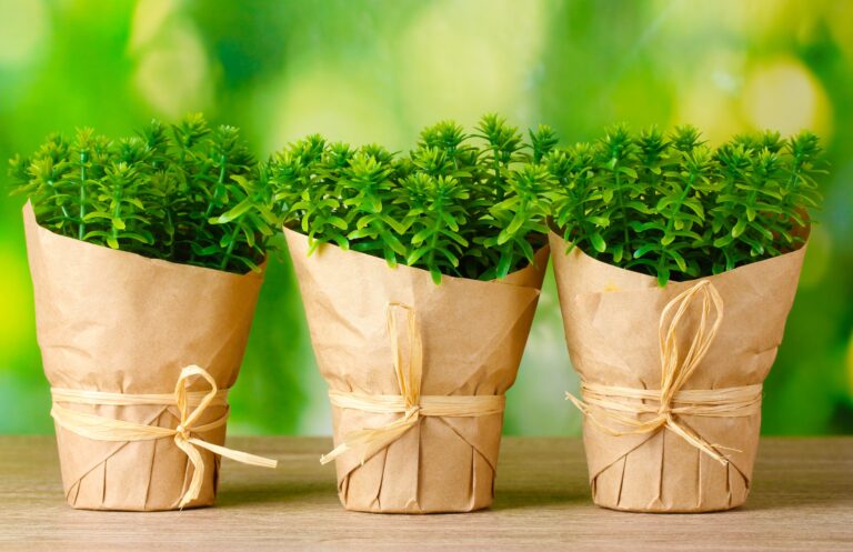 Perfect Plant Gifts for Green Thumb Novices
