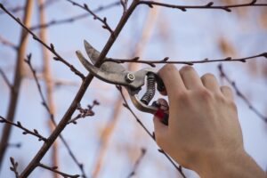 Prune to Promote Health and Growth