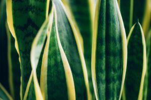 Snake Plant