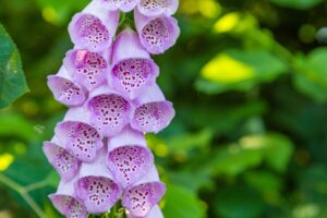 Understanding the Dangers of the Poison Garden