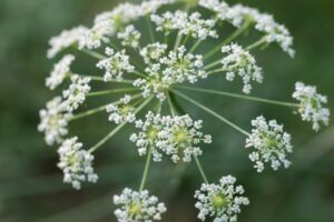 Water Hemlock