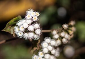 White Snakeroot