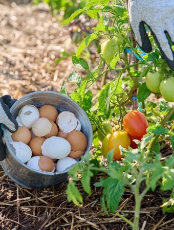 cheap organic fertilizers