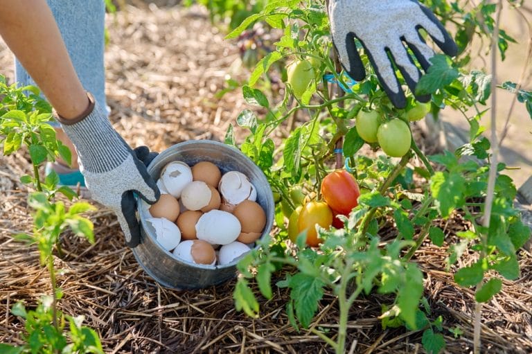 cheap organic fertilizers