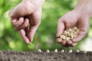 5 Fast Growing Seeds for Beginner Gardeners