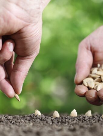 5 Fast Growing Seeds for Beginner Gardeners