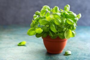 Basil The Aromatic Quickie