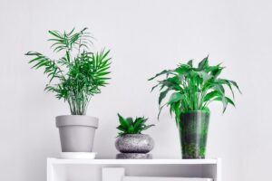 Decorate with Plants