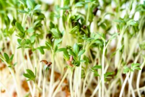 Green Manure The Living Fertilizer