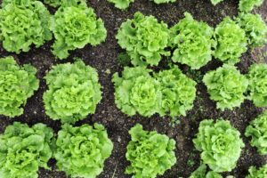 Lettuce The Leafy Quick Grower