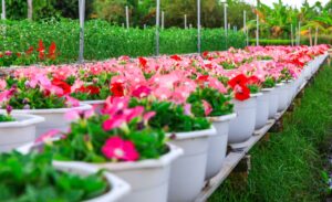 Market Your Backyard Plant Nursery