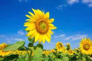 Sunflowers Giants in the Garden