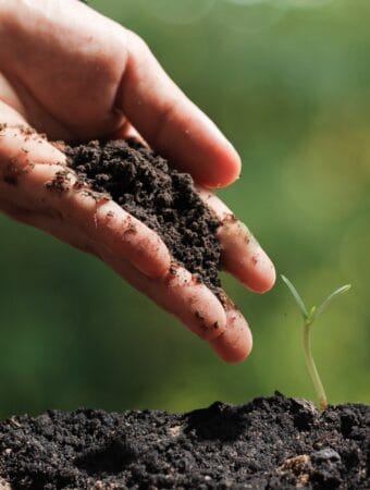 Tips for Using Organic Fertilizers