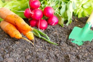 Why You Should Choose to Garden Naturally with Organic Fertilizers