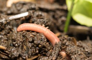 Worm Castings Nature's Soil Conditioner