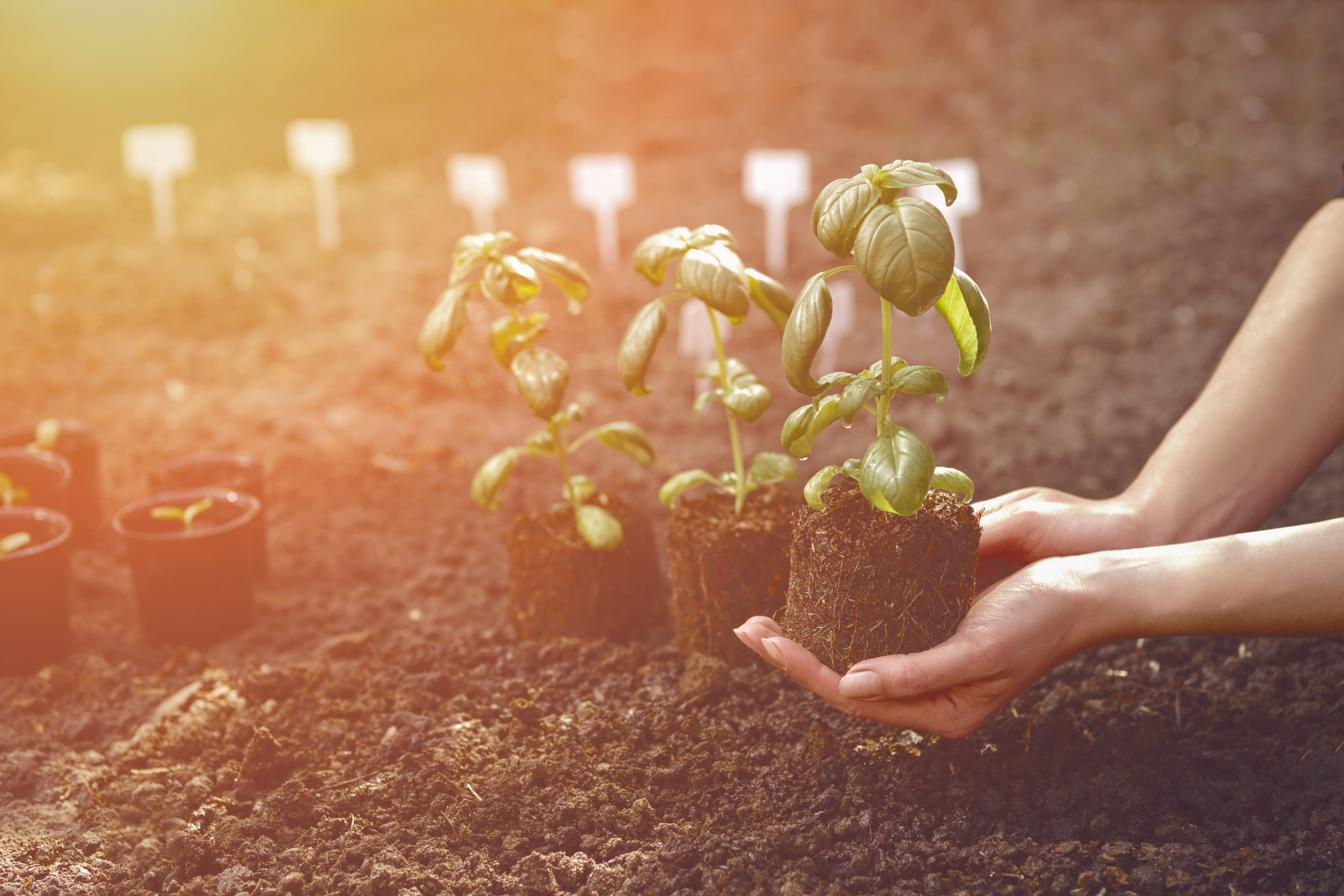 seedling transplant