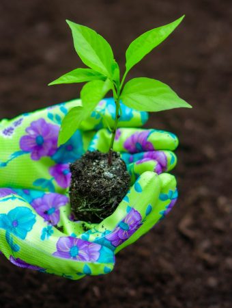 seedling transplant