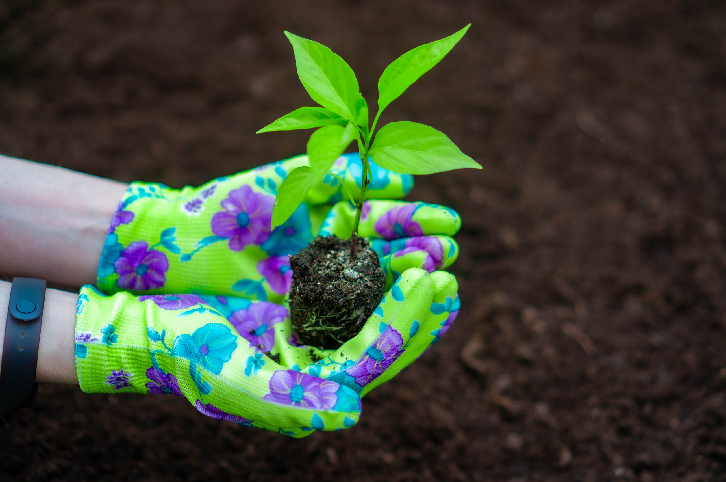 seedling transplant