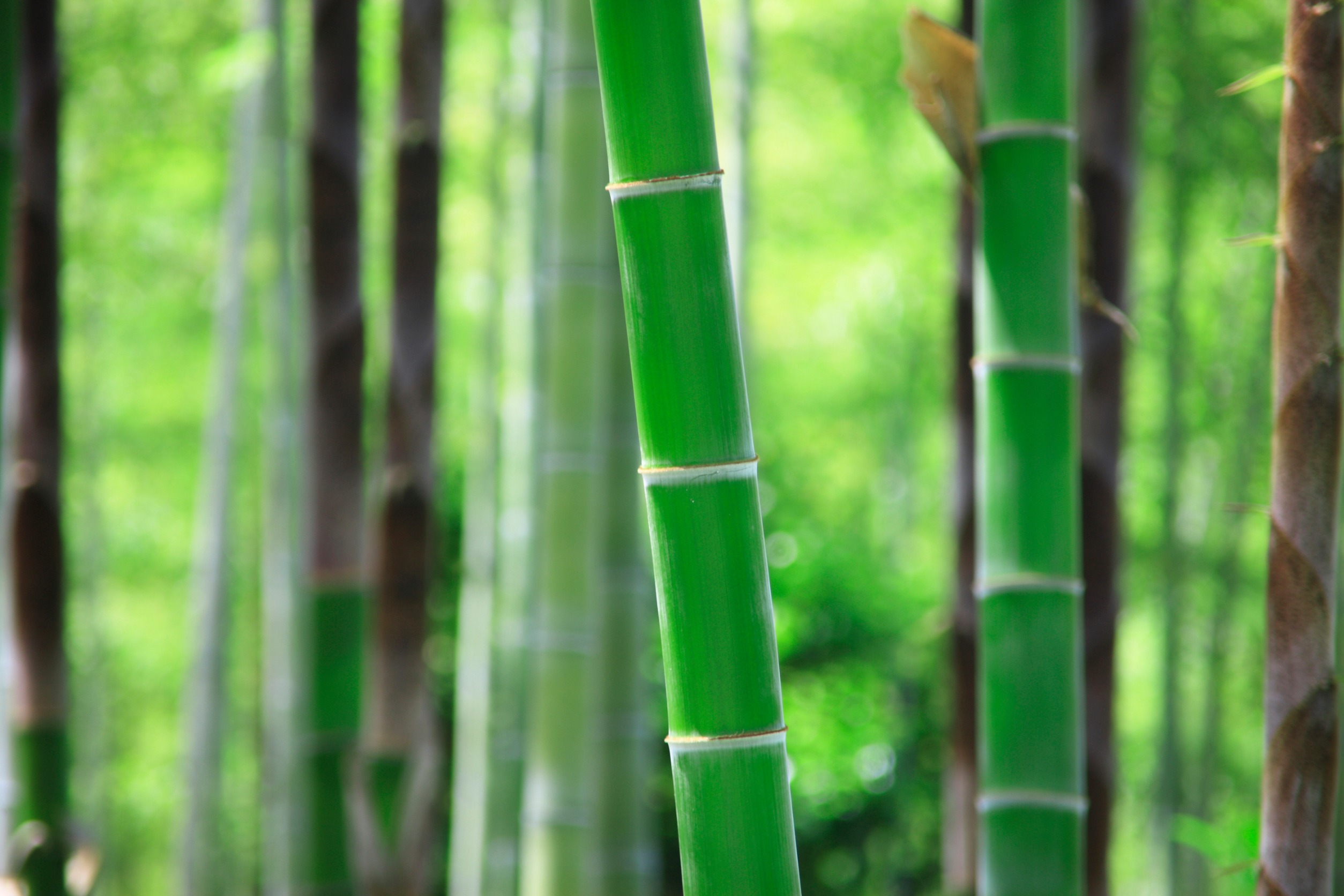 Bamboo The Invasive Beauty Frugal Gardening