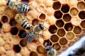 Bee House