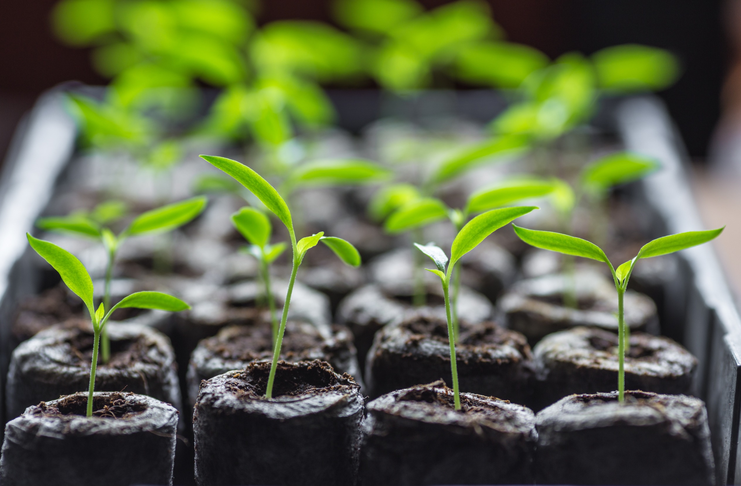 From Paper Towel to Potting Soil The Ideal Time to Transplant Your Seedlings