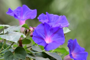 Morning Glory Beautiful but Binding