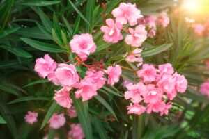 Oleander Deadly Beauty