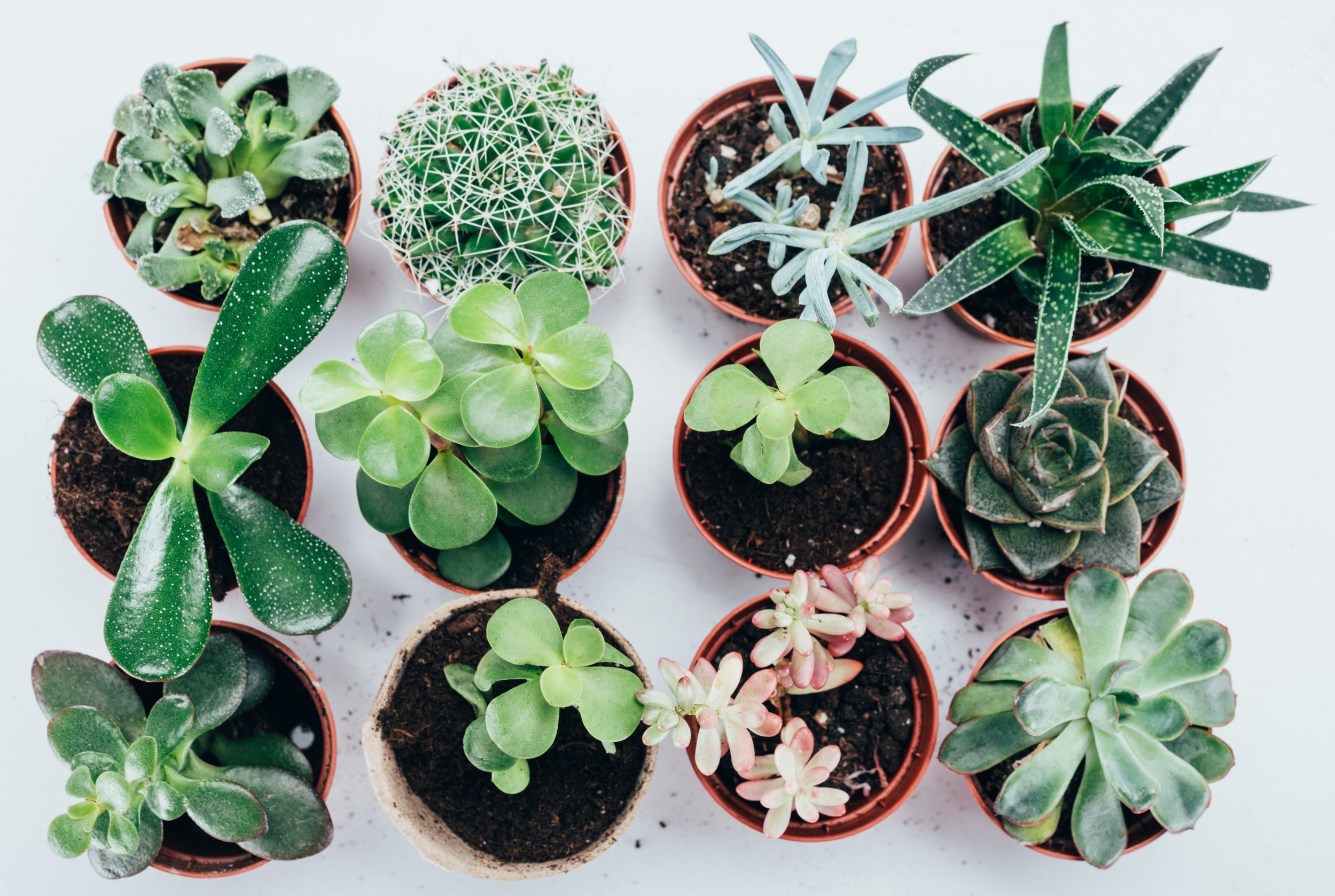 Plant Subscription Box