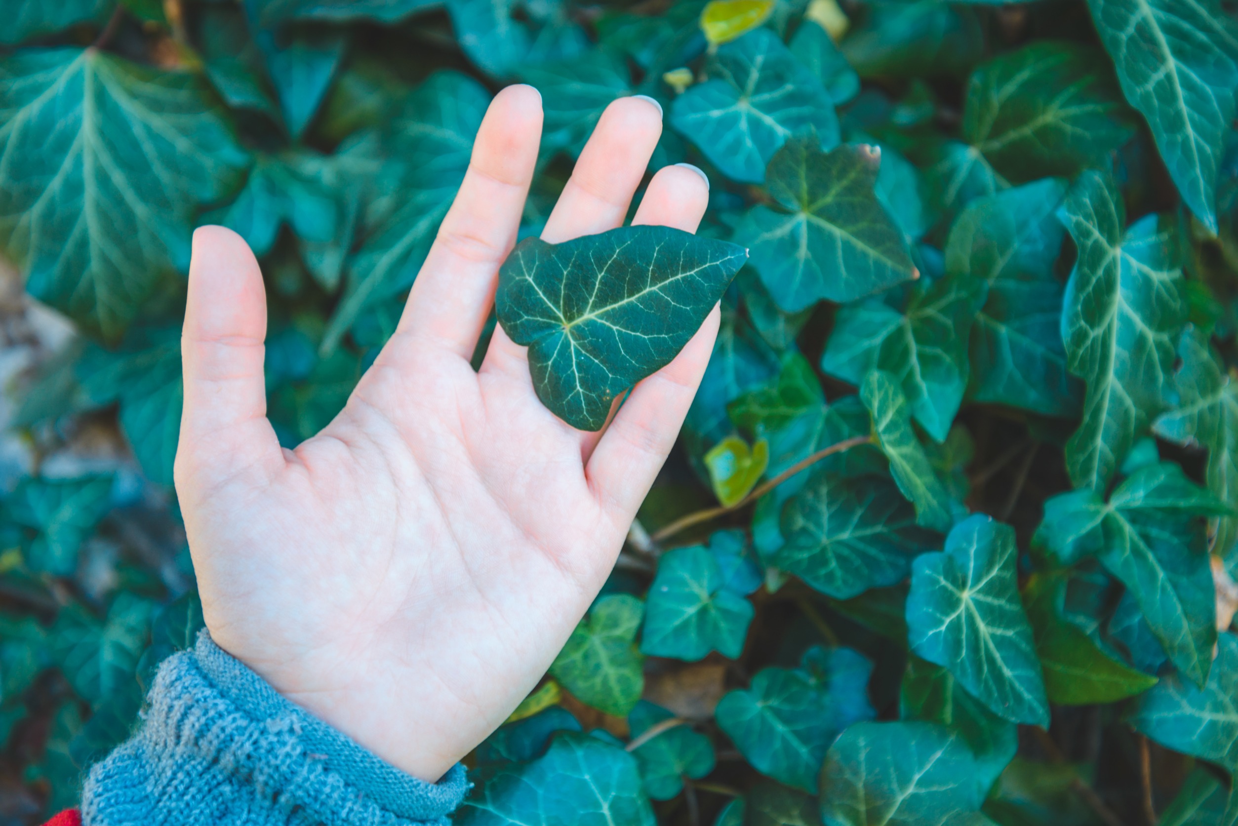 Promotes Healthy Leaves and Foliage