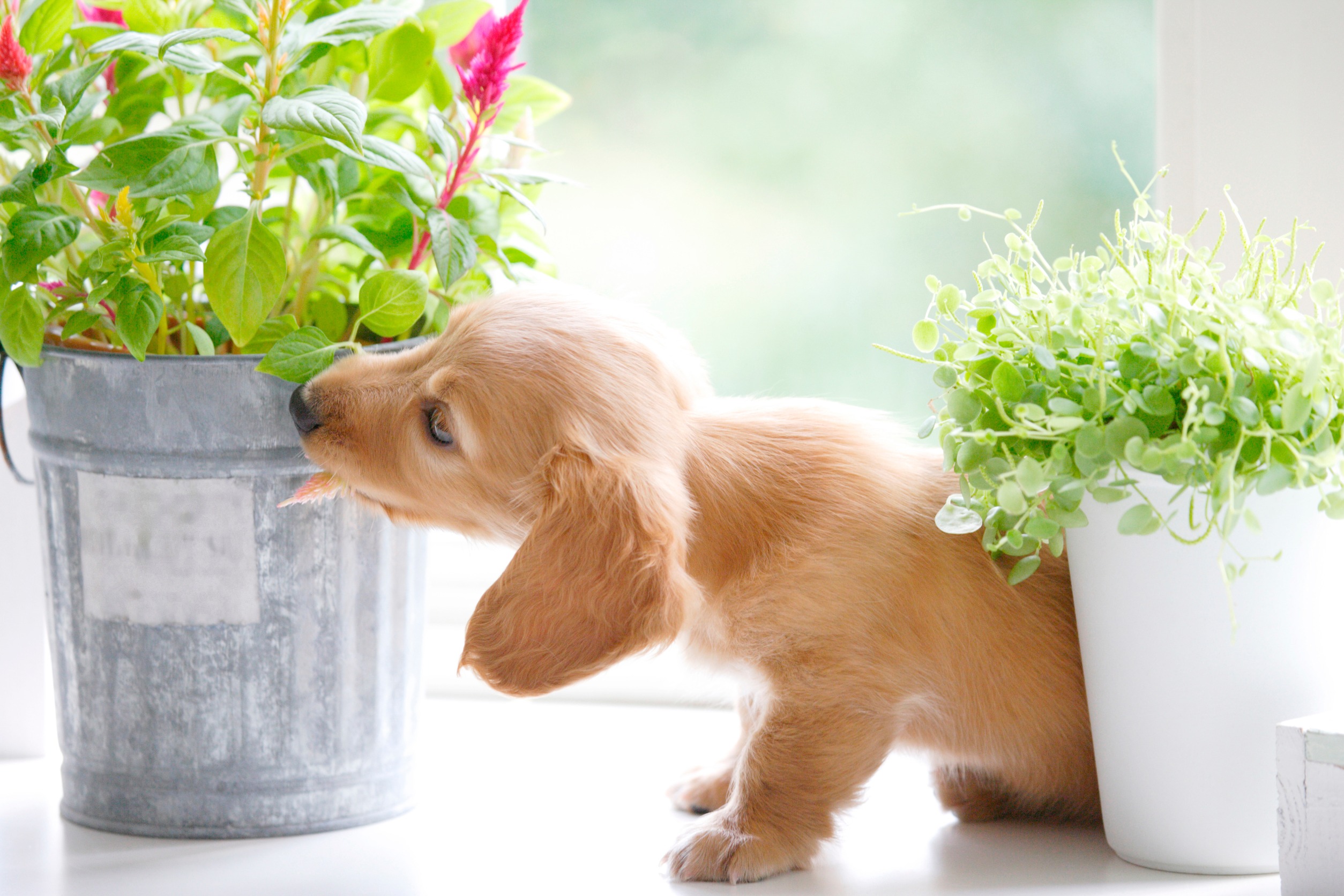 Safe for Humans and Pets