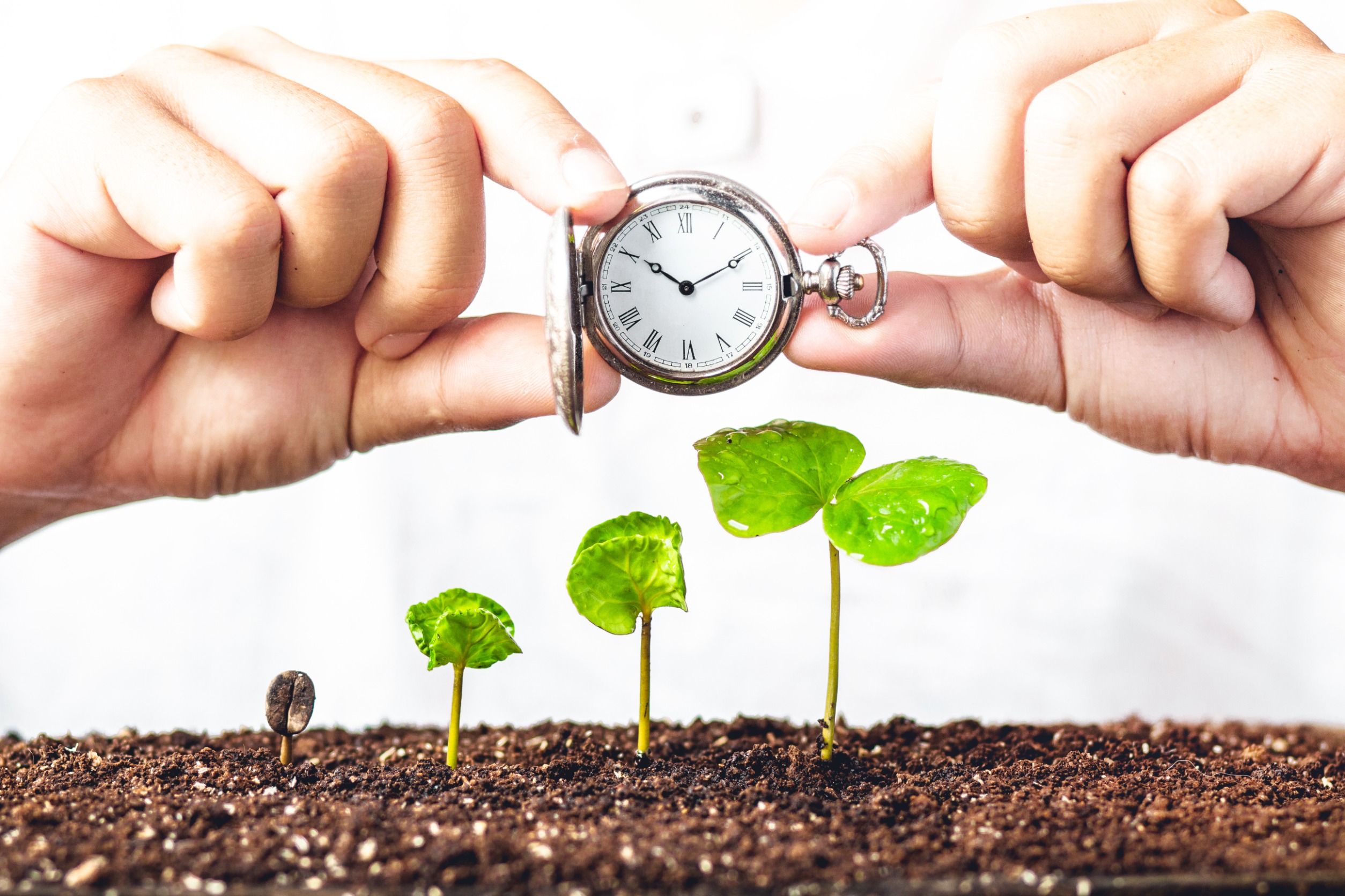 Seedling Transplant: Timing Based on Plant Type