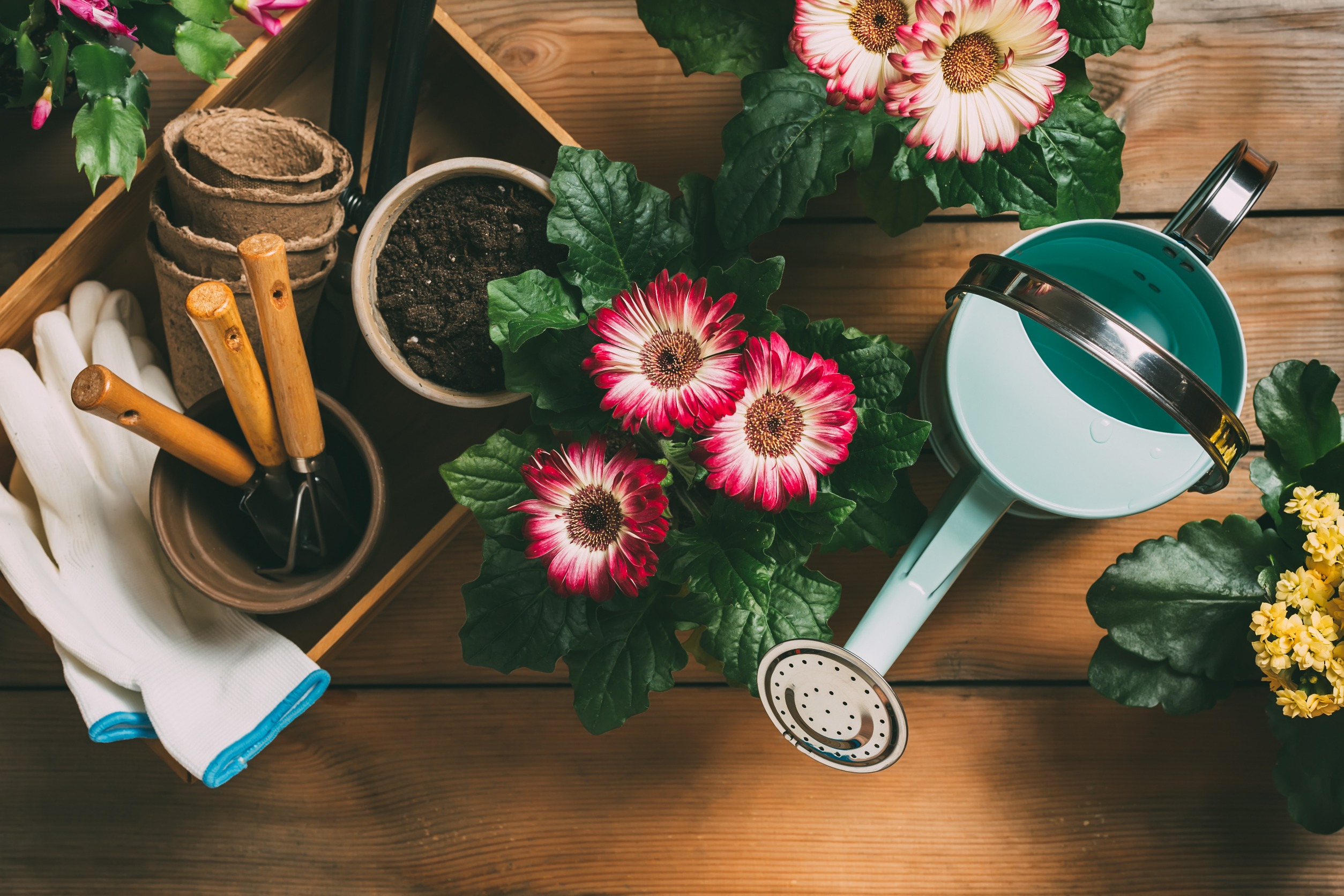 Unique and Practical Gardening Gifts for Enthusiasts