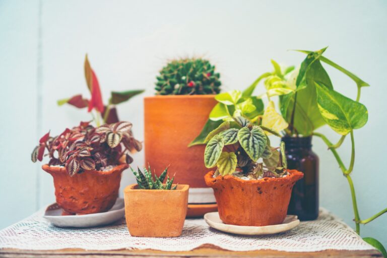 8 Easy Tips to Revive Your Dying Plants and Save Money