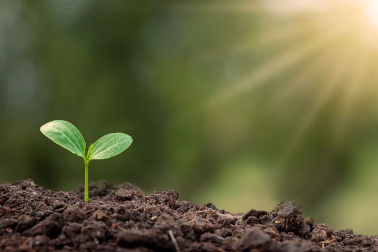 Discover the Magic of No Dig Gardening The Ultimate Guide to Effortless Green Thumbs!