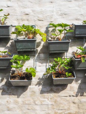 budget small garden ideas