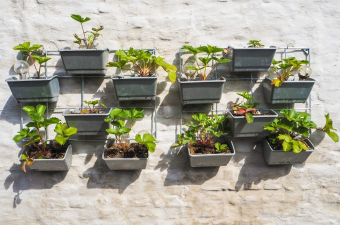 budget small garden ideas