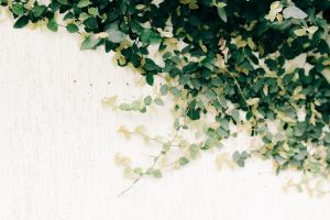 English Ivy