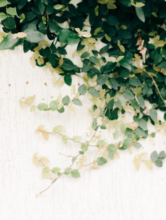 English Ivy
