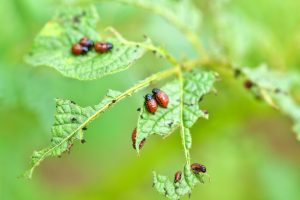 organic pest control for garden vegetables