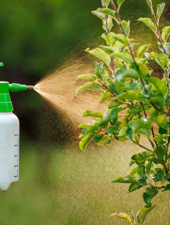 Spraying tree with insecticide against pests and diseases in the garden using spray bottle