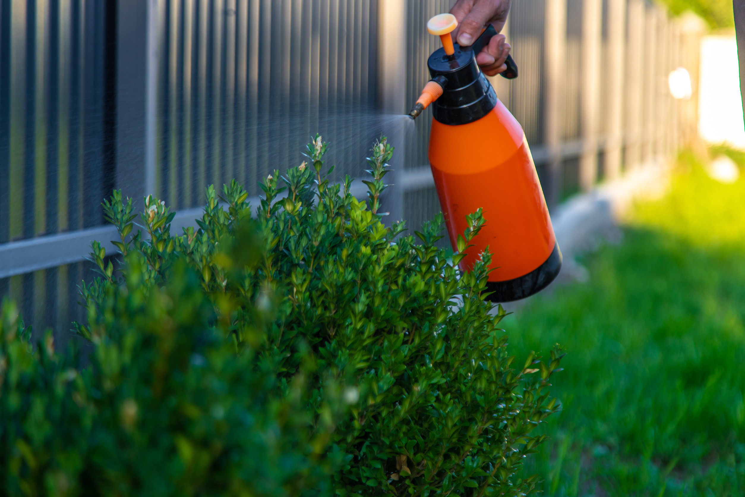 A man gardener processes boxwood bushes. Selective focus. Nature.